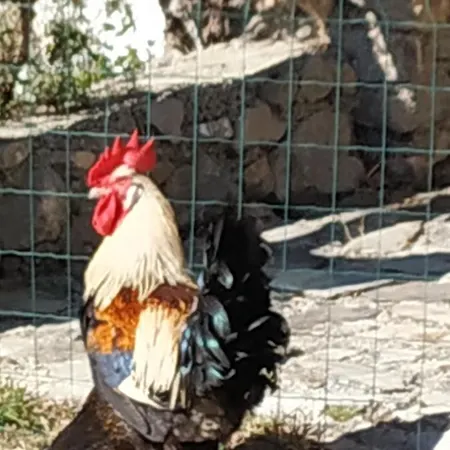 Cortijo La Solana Güéjar Sierra